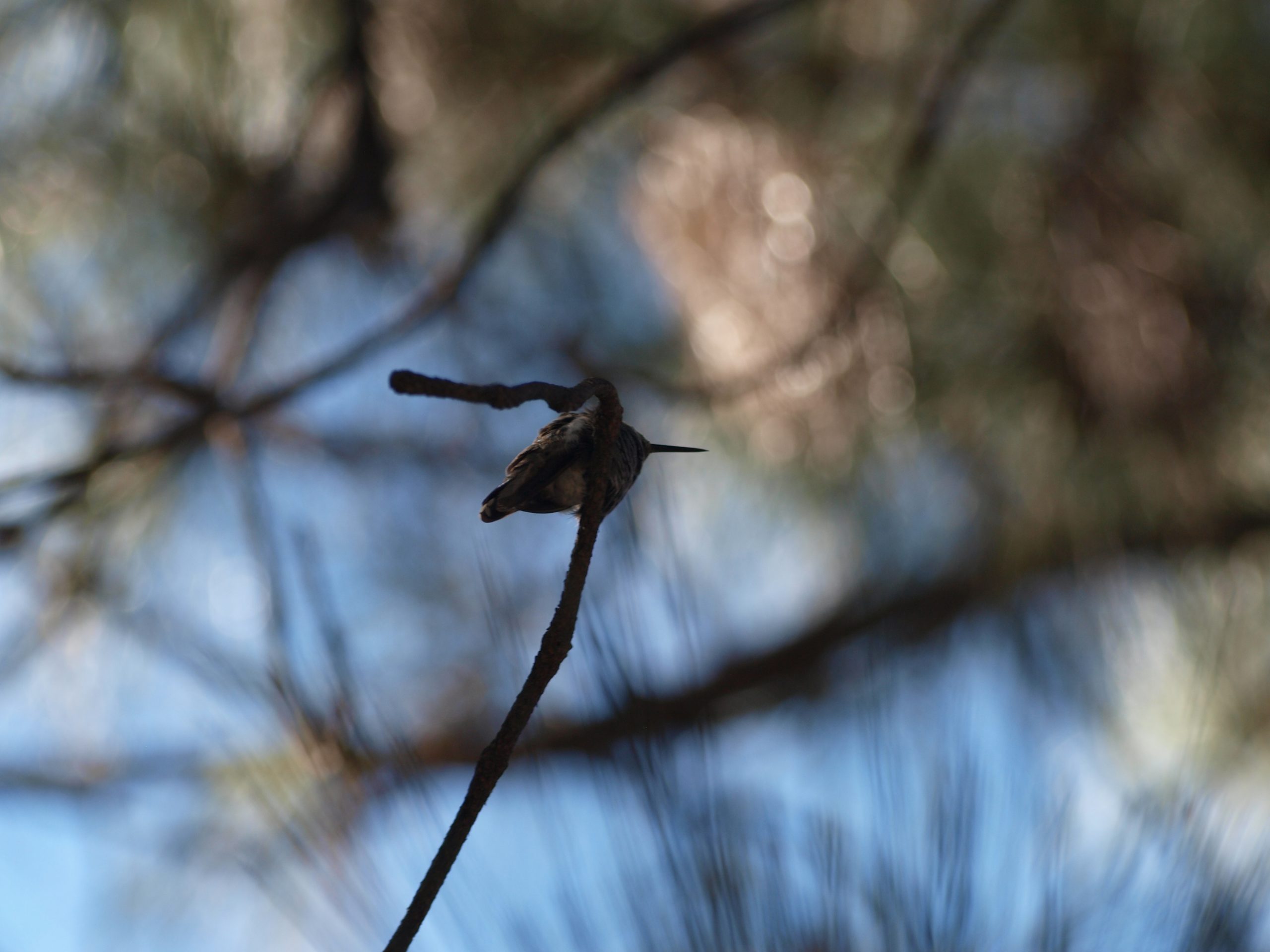 Humming Bird on a Branch